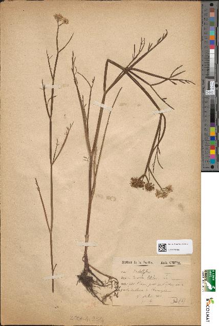 spécimen de Oenanthe fistulosa