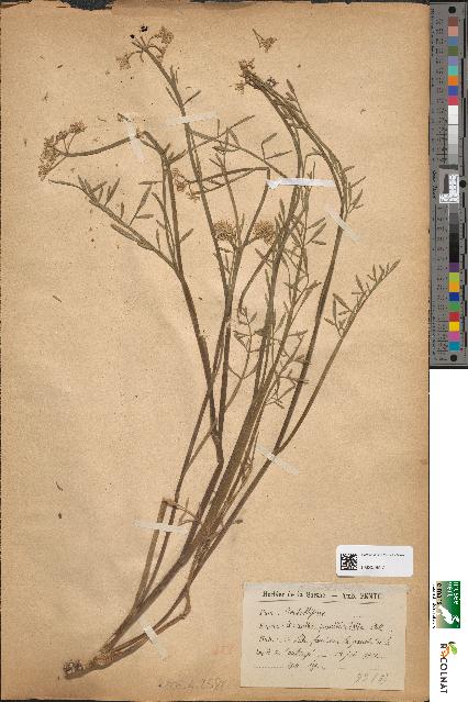 spécimen de Oenanthe peucedanifolia