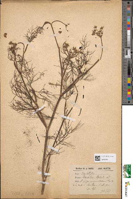 spécimen de Foeniculum officinale