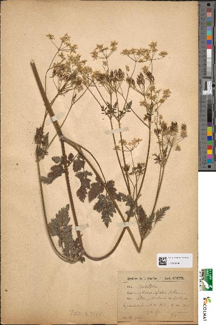 spécimen de Anthriscus sylvestris