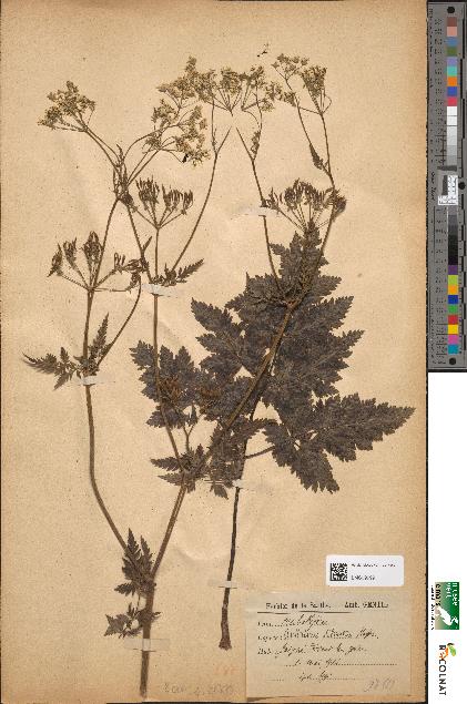 spécimen de Anthriscus sylvestris