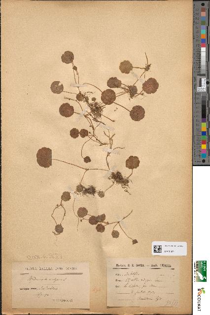 spécimen de Hydrocotyle vulgaris