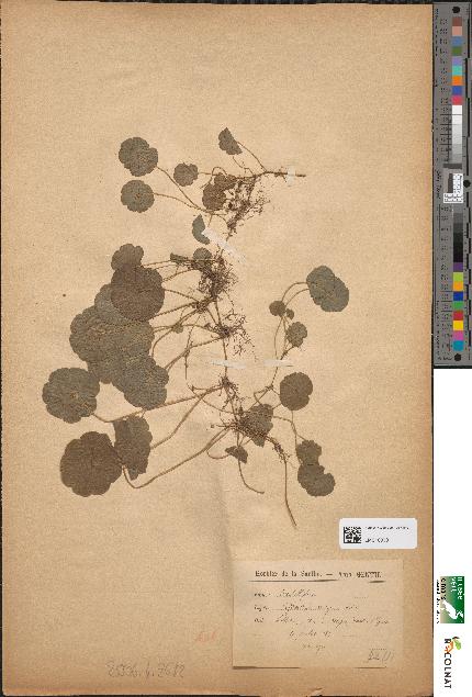 spécimen de Hydrocotyle vulgaris