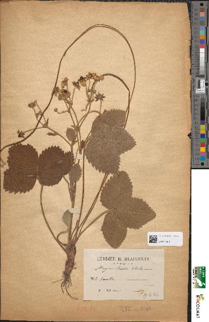 spécimen de Fragaria elatior