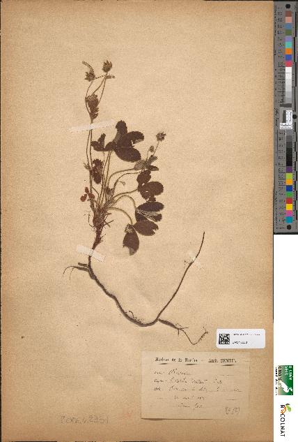 spécimen de Potentilla vaillantii