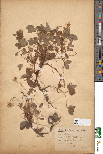 spécimen de Potentilla vaillantii