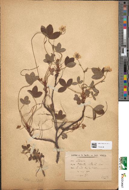 spécimen de Potentilla vaillantii