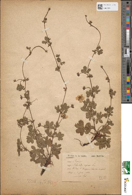 spécimen de Potentilla reptans