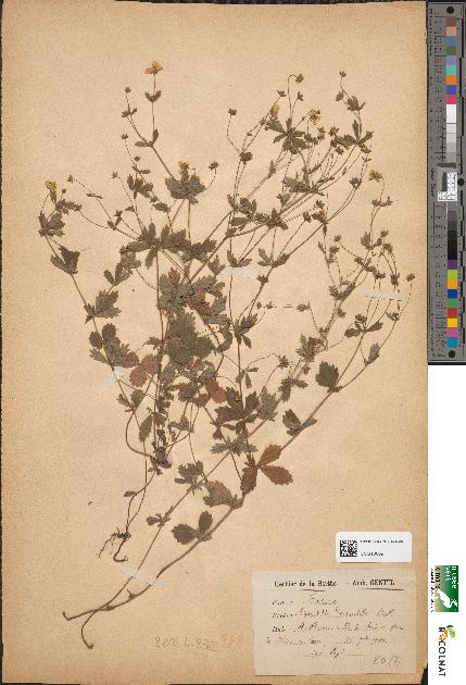 spécimen de Potentilla tormentilla