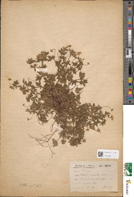 spécimen de Potentilla tormentilla