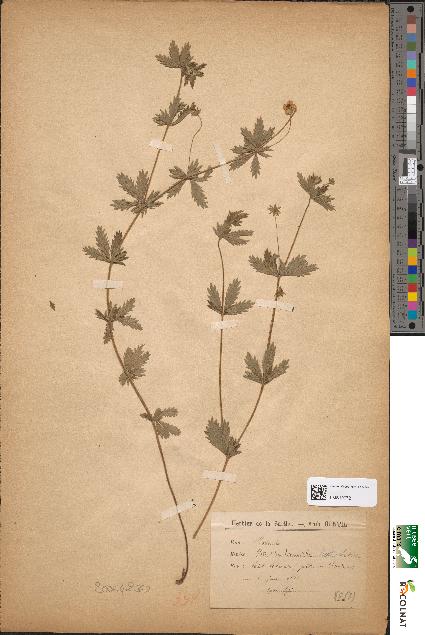 spécimen de Potentilla tormentilla