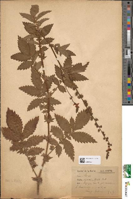 spécimen de Agrimonia odorata