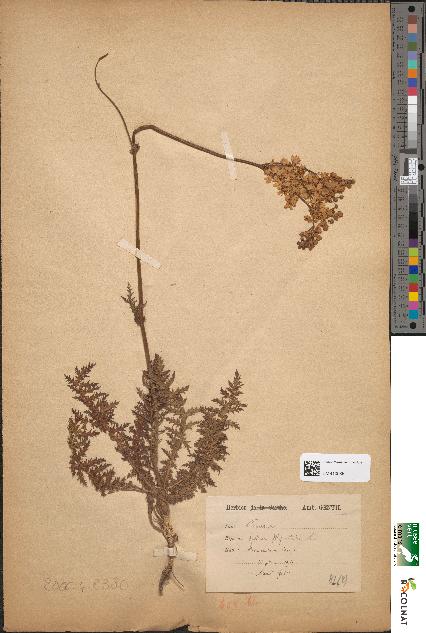 spécimen de Spiraea filipendula