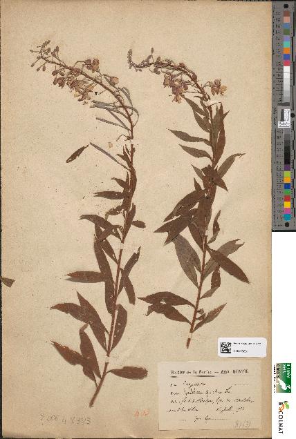 spécimen de Epilobium spicatum
