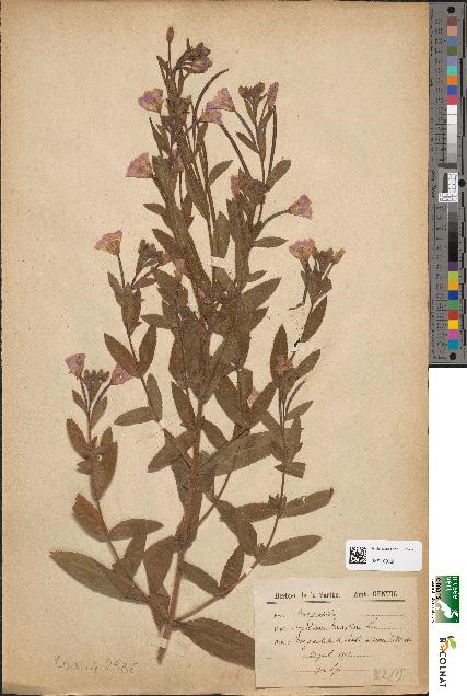 spécimen de Epilobium hirsutum