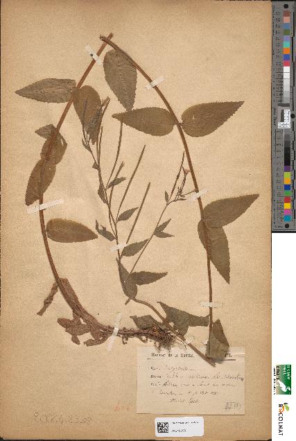 spécimen de Epilobium montanum