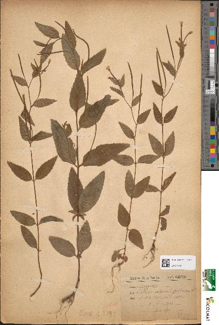 spécimen de Epilobium montanum
