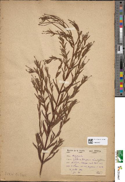 spécimen de Epilobium tetragonum