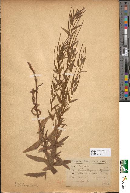 spécimen de Epilobium tetragonum