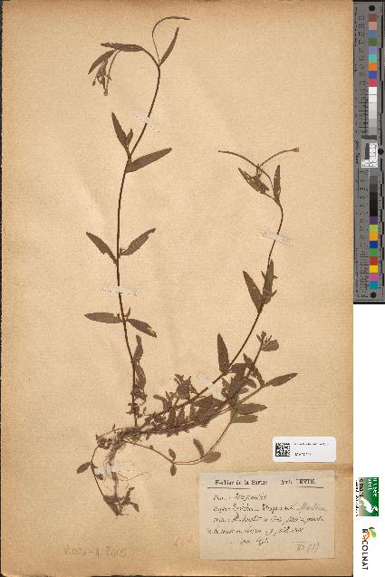 spécimen de Epilobium tetragonum