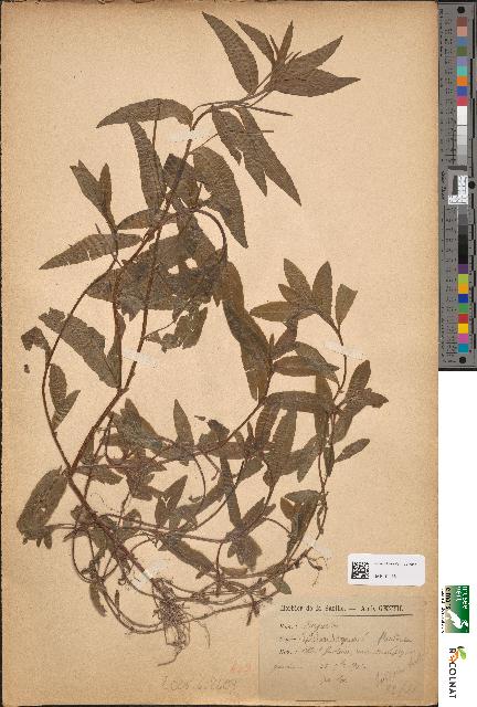 spécimen de Epilobium tetragonum