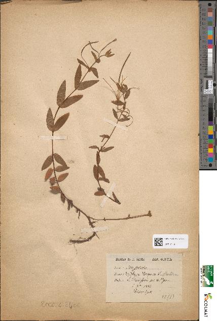 spécimen de Epilobium tetragonum