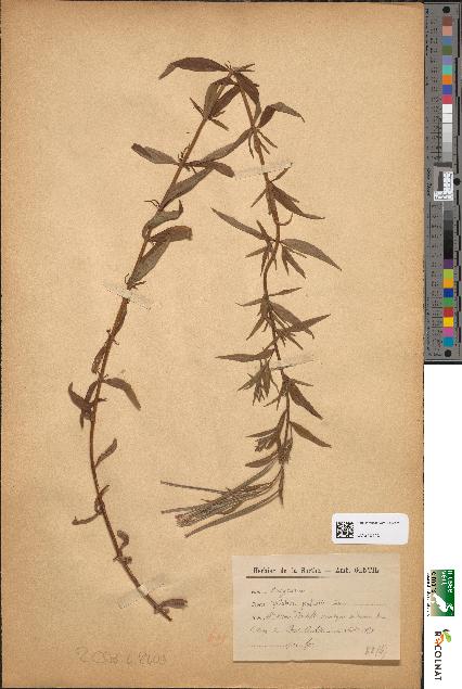 spécimen de Epilobium palustre