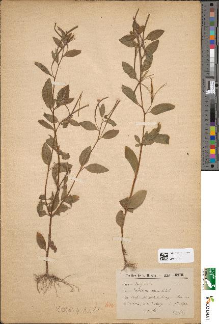 spécimen de Epilobium roseum