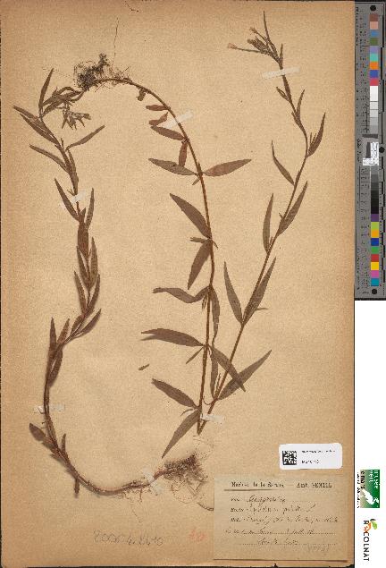 spécimen de Epilobium palustre