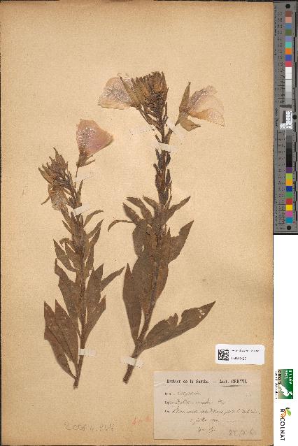 spécimen de Oenothera suaveolens