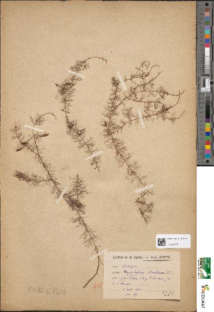 spécimen de Myriophyllum alterniflorum