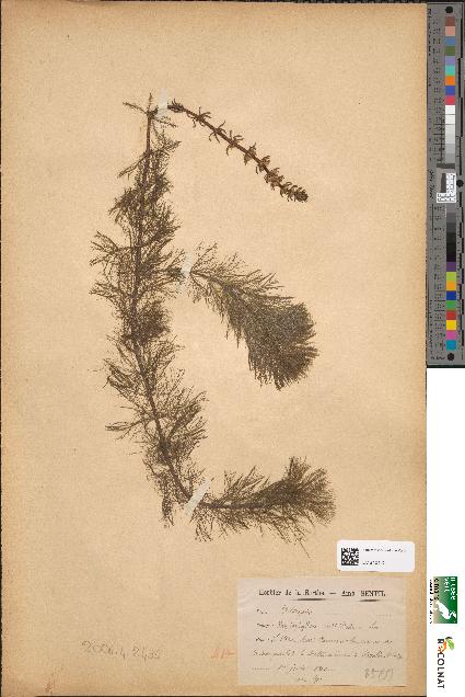spécimen de Myriophyllum verticillatum