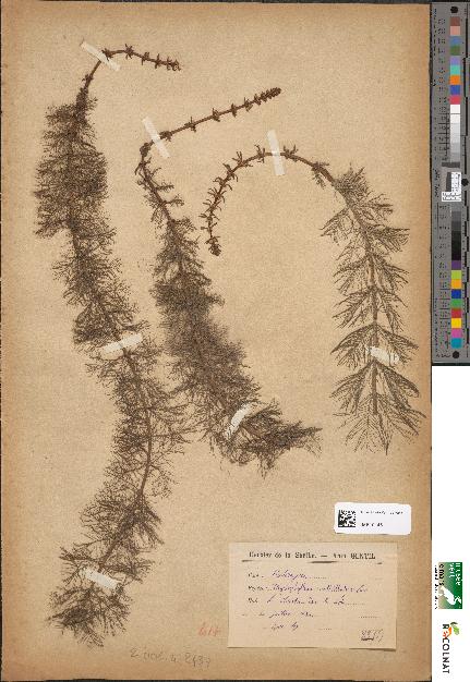 spécimen de Myriophyllum verticillatum