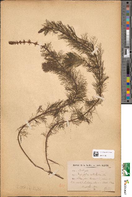 spécimen de Myriophyllum verticillatum