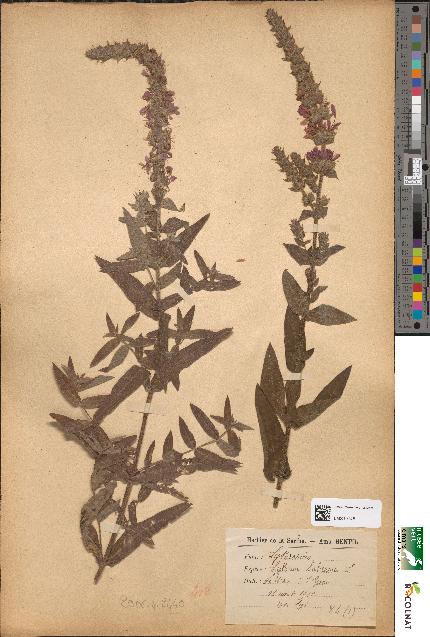 spécimen de Lythrum salicaria