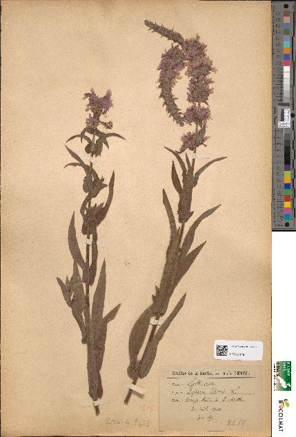 spécimen de Lythrum salicaria