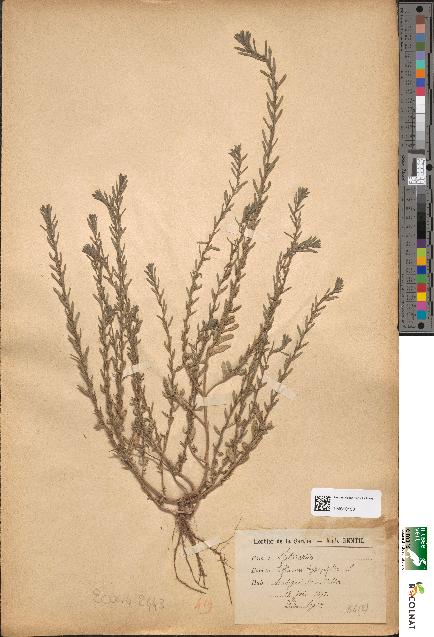 spécimen de Lythrum hyssopifolia