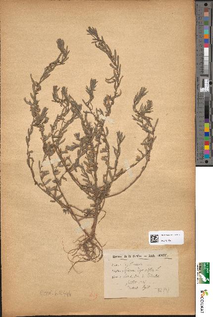 spécimen de Lythrum hyssopifolia