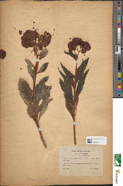 spécimen de Sedum fabaria