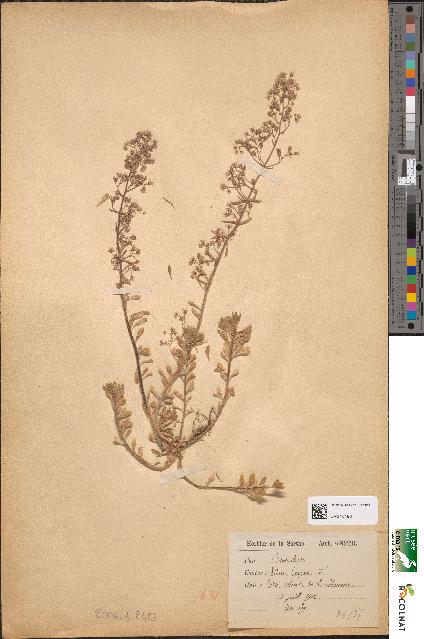 spécimen de Sedum cepaea