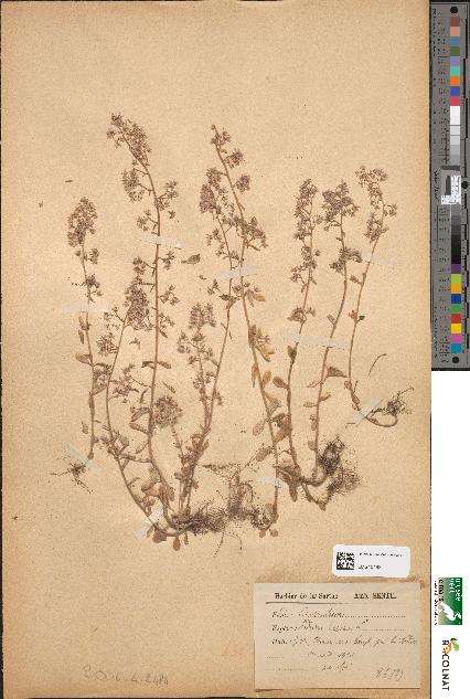 spécimen de Sedum cepaea