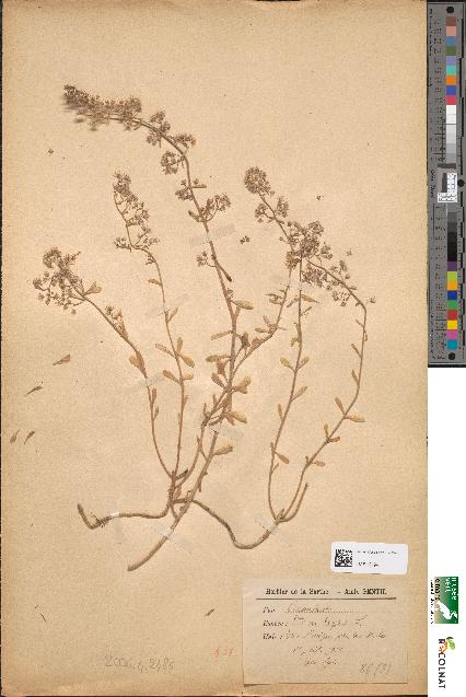 spécimen de Sedum cepaea