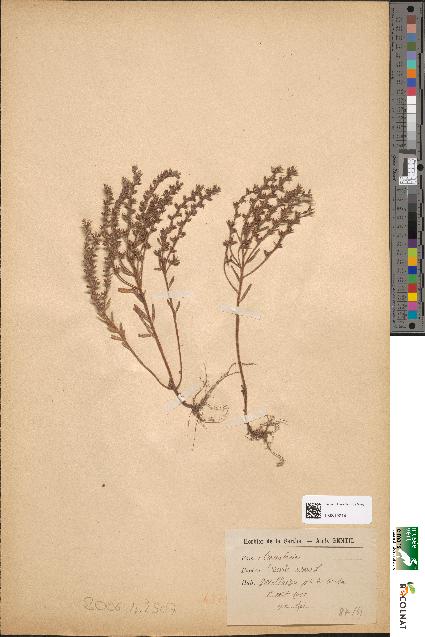 spécimen de Crassula rubens