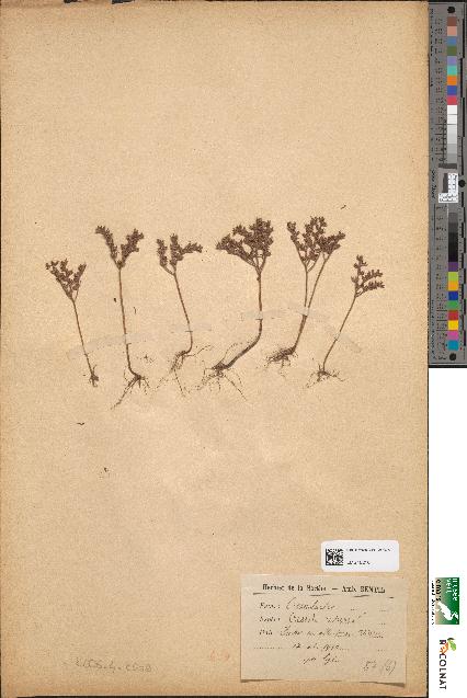 spécimen de Crassula rubens