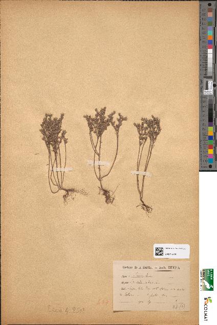 spécimen de Crassula rubens