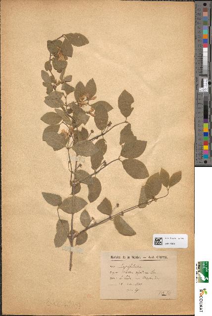 spécimen de Lonicera xylosteum