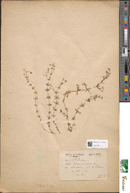 spécimen de Galium uliginosum