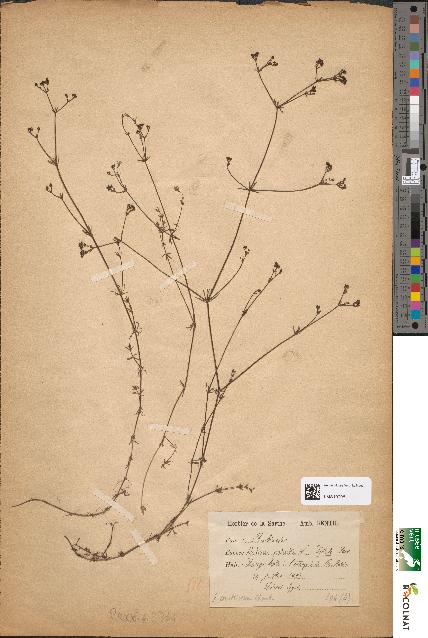 spécimen de Galium palustre