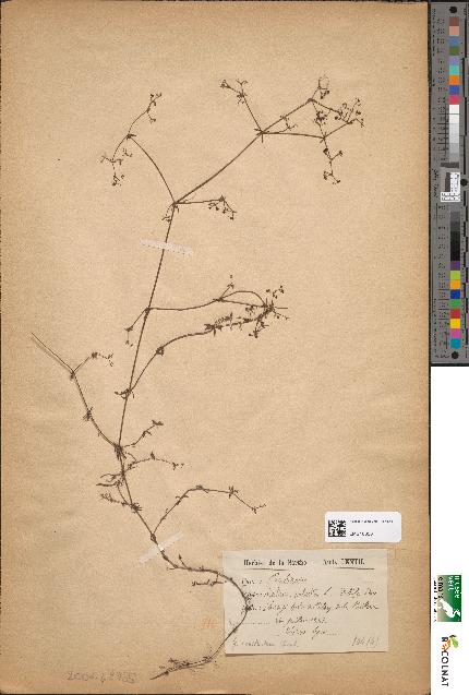 spécimen de Galium palustre