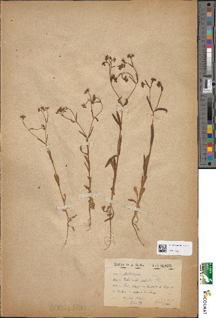 spécimen de Valerianella auricula